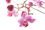 Facelift for women Facelift for women